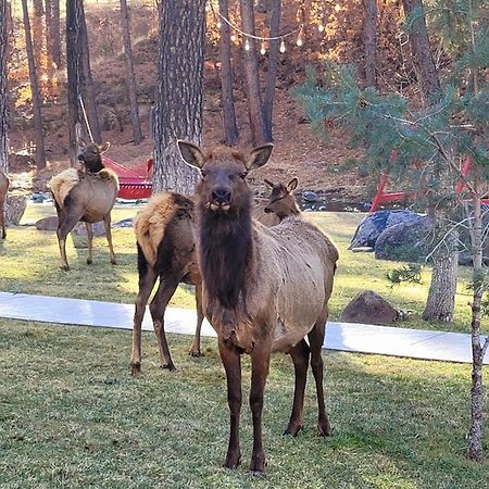Sierra Blanca Cabins Hotel Ruidoso Ngoại thất bức ảnh