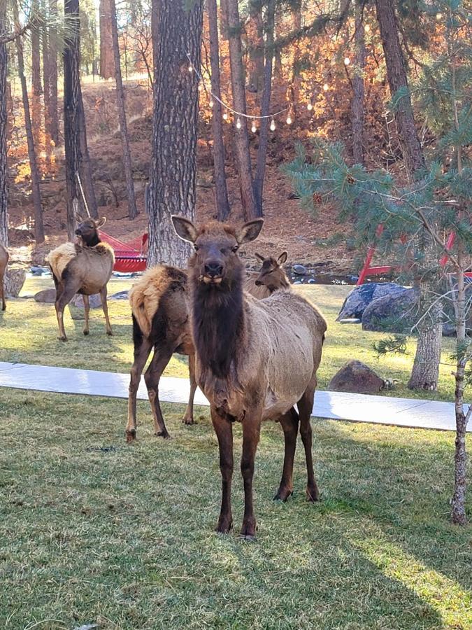 Sierra Blanca Cabins Hotel Ruidoso Ngoại thất bức ảnh
